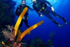 belize-barrier-reef-diving