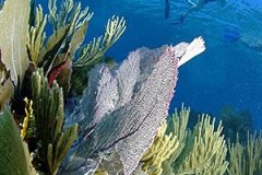 belize-barrier-reef-snorkeling-placencia