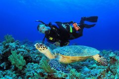 belize-scuba-sea-turtle