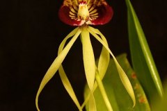 encyclia-cochleatum-black-orchid-2011